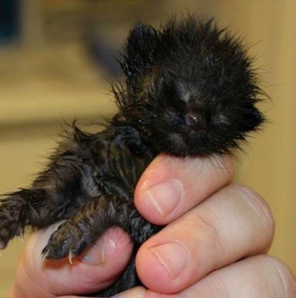 orphaned kitten 10 days old little fighter