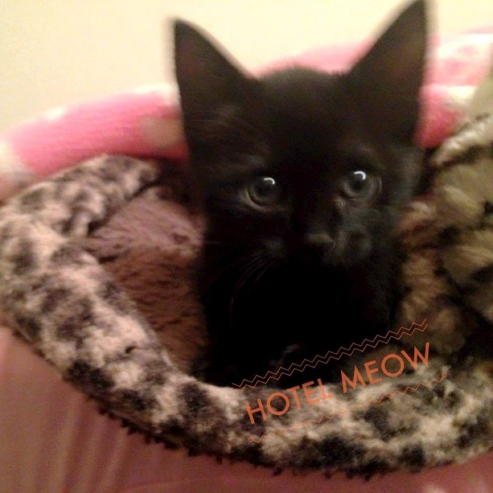 orphaned kitten 10 days old little fighter