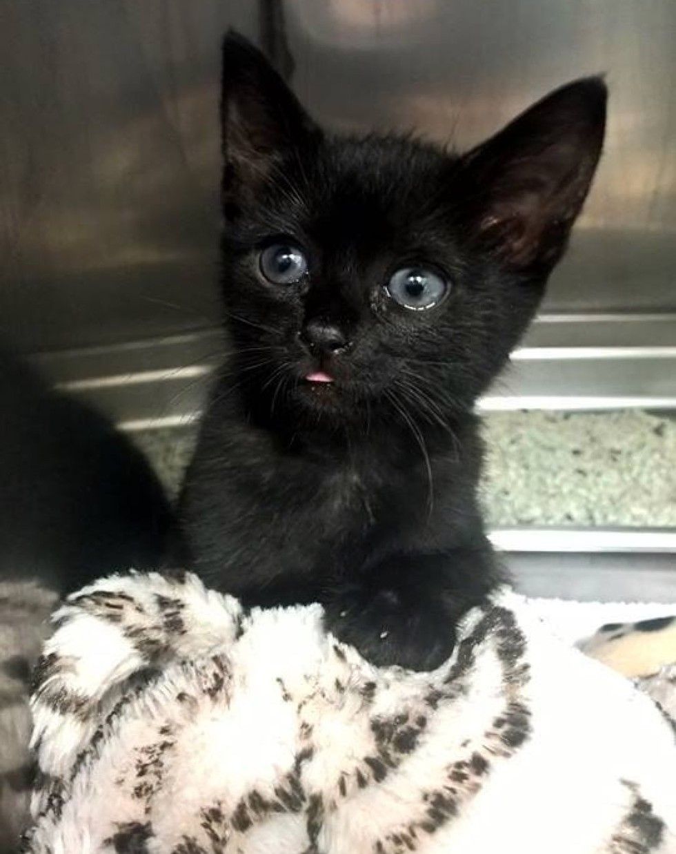 orphaned kitten 10 days old little fighter