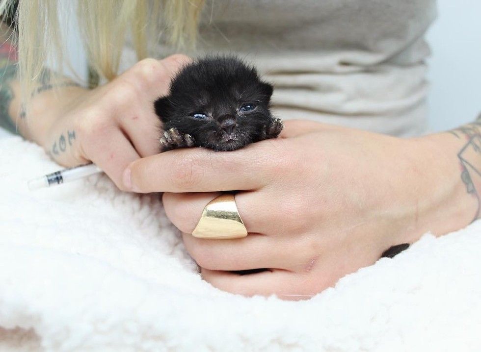 orphaned kitten bruno saved by kitten lady