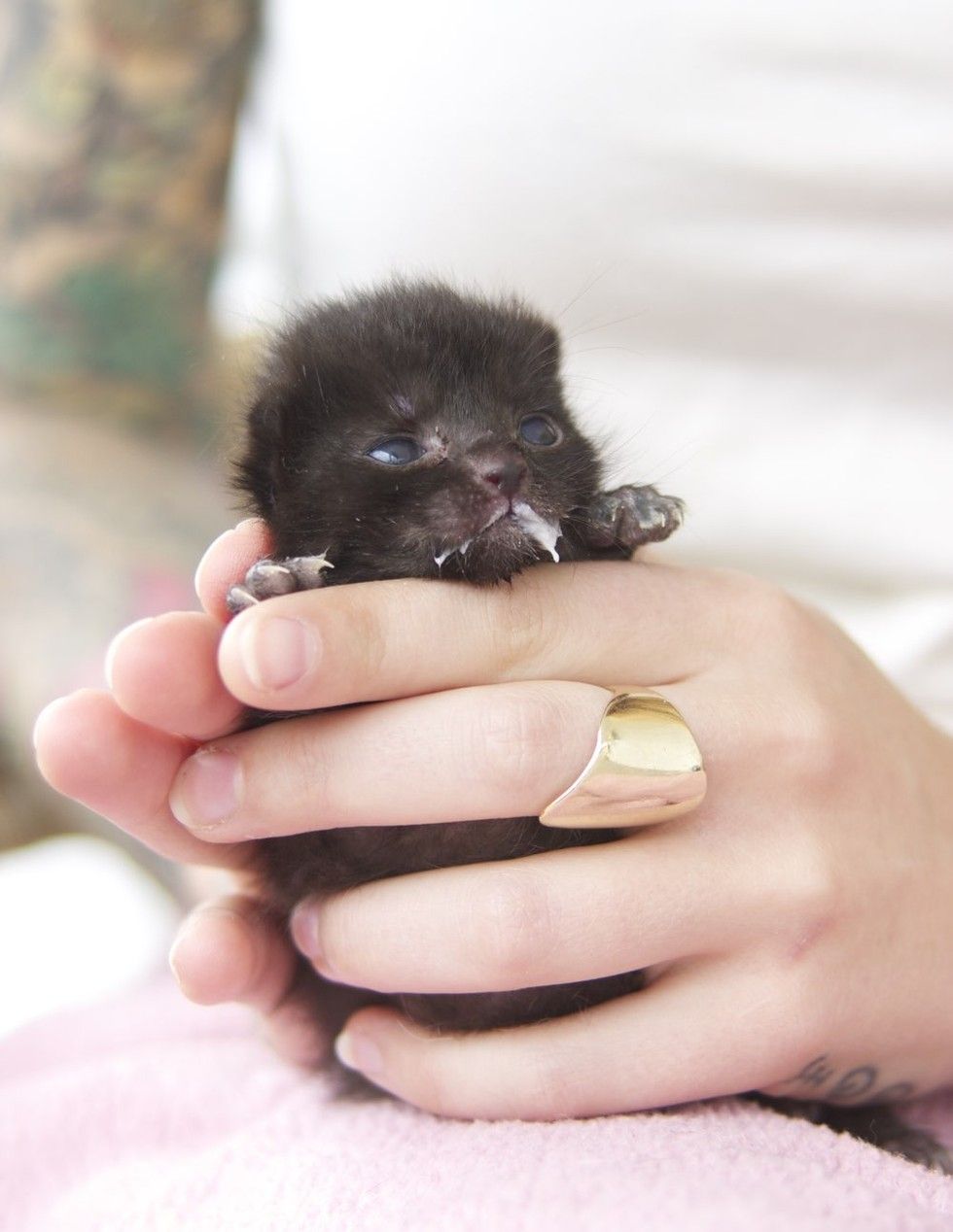 orphaned kitten bruno saved by kitten lady