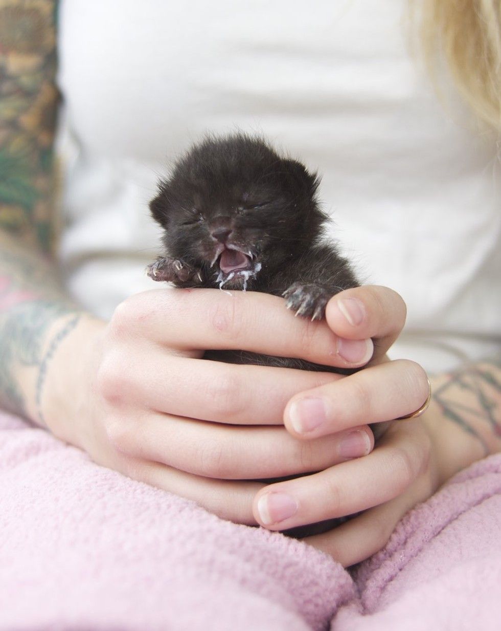 orphaned kitten bruno saved by kitten lady