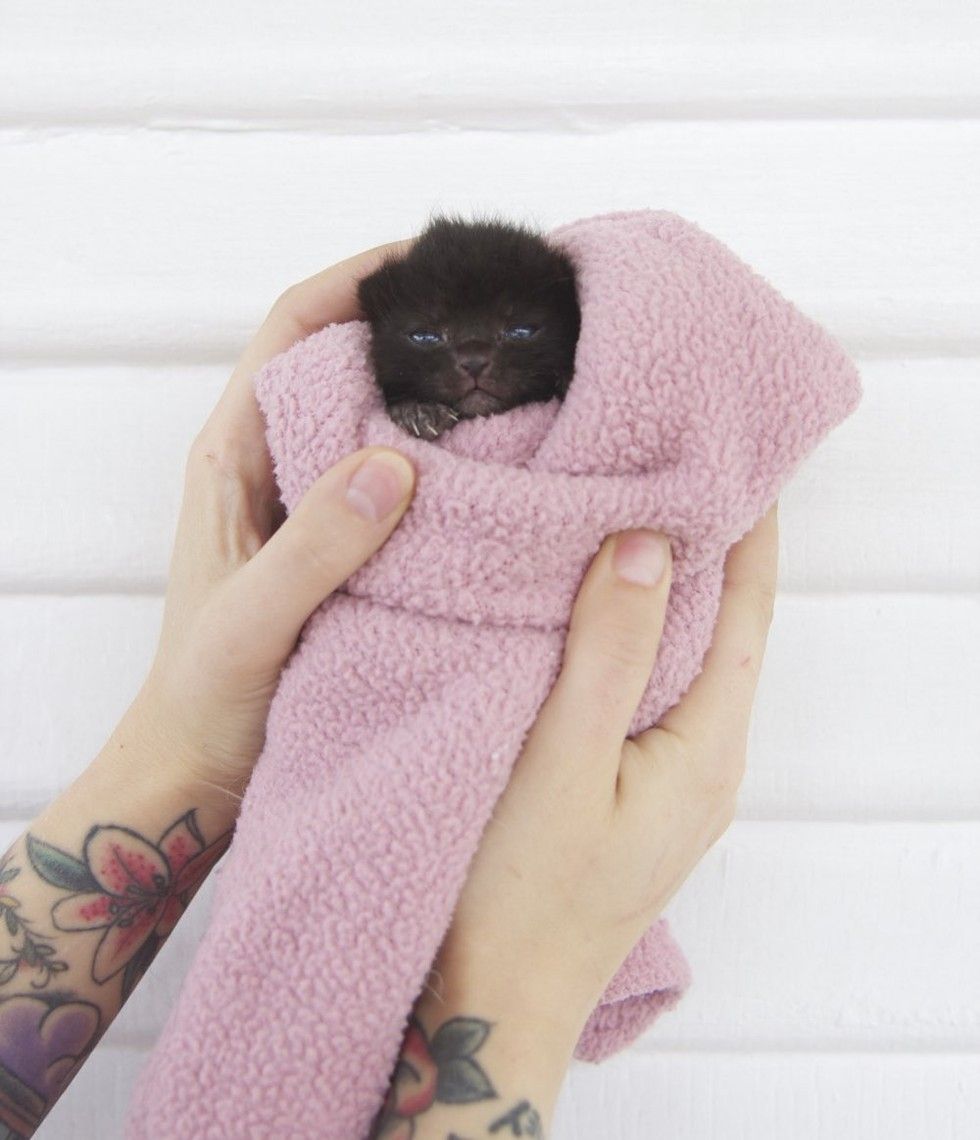 orphaned kitten bruno saved by kitten lady