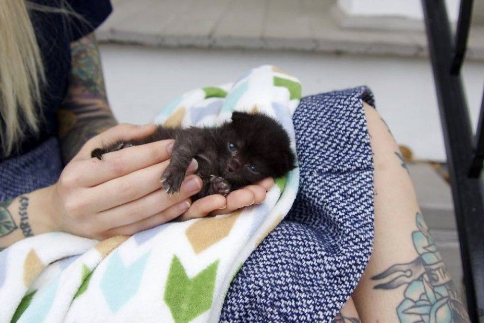 orphaned kitten bruno saved by kitten lady