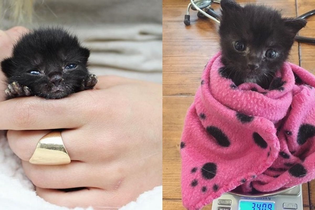 orphaned kitten bruno saved by kitten lady
