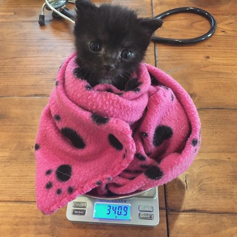 orphaned kitten bruno saved by kitten lady