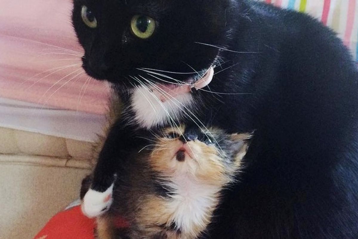 orphaned kitten calico adopted by rescue cat