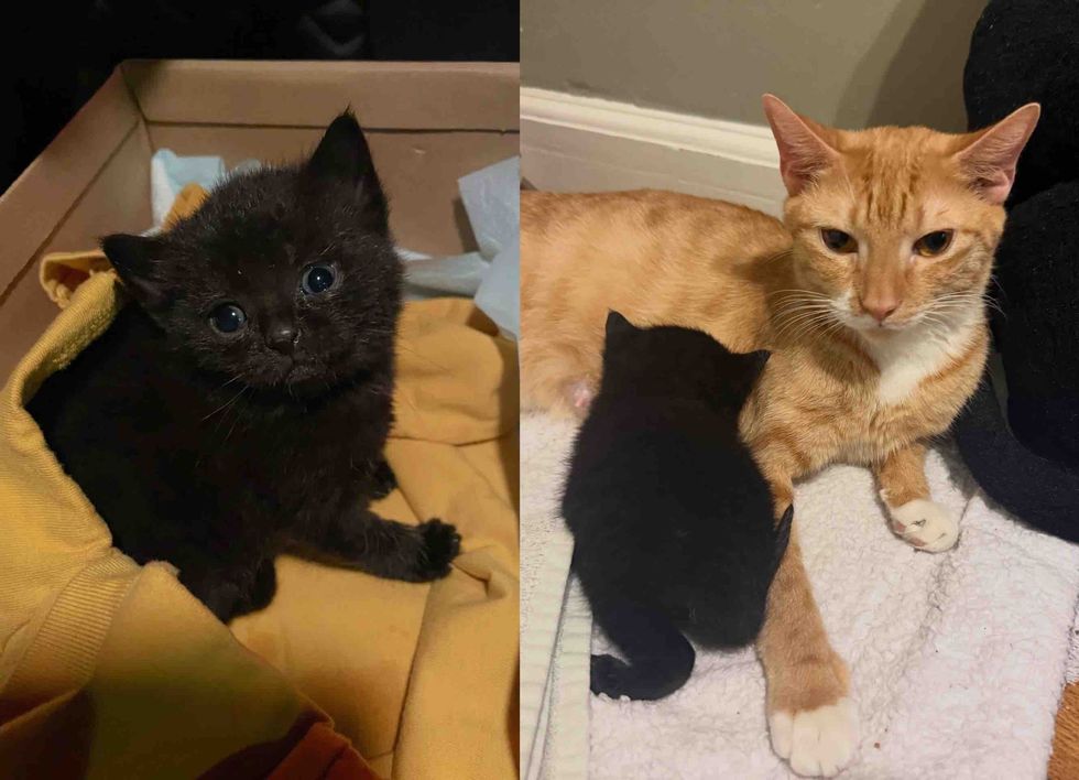 orphaned kitten mother cat