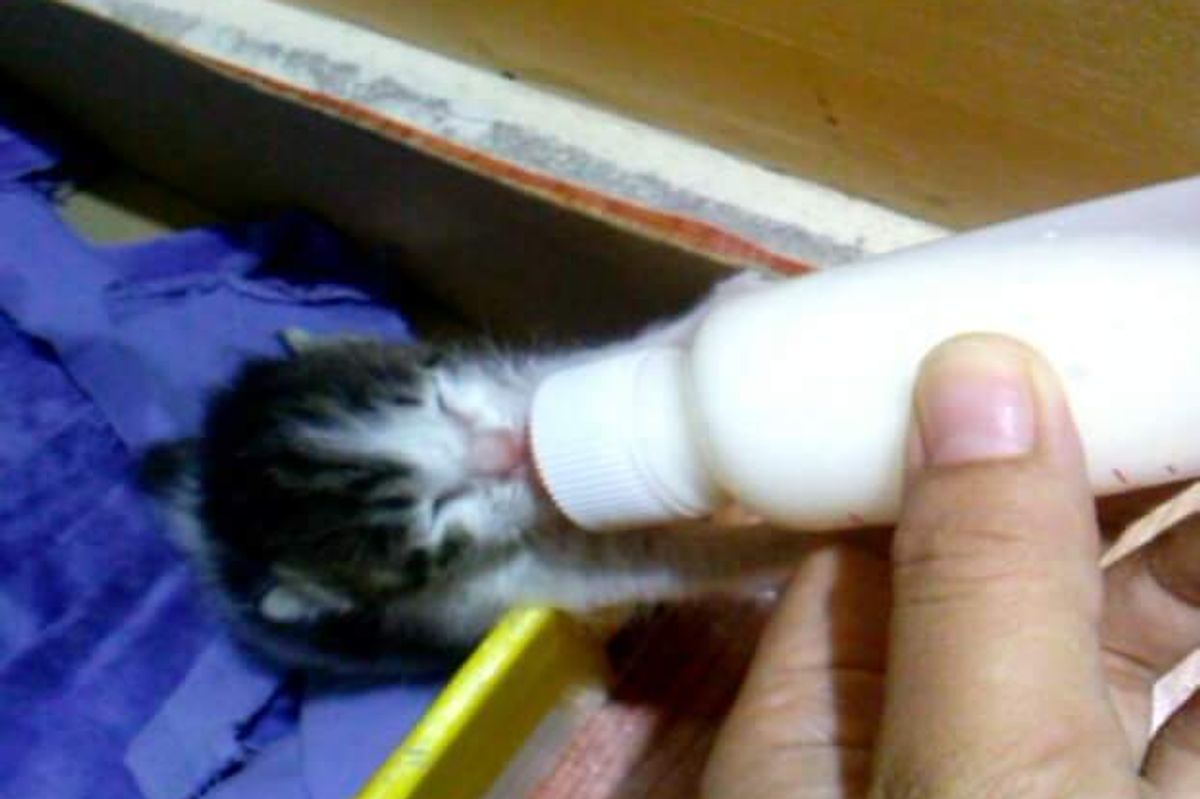 orphaned kitten rescued finds new mom