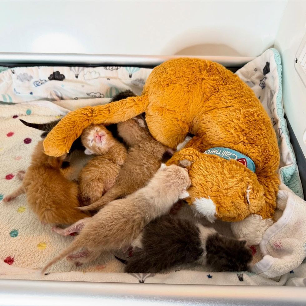 orphaned kittens incubator safe