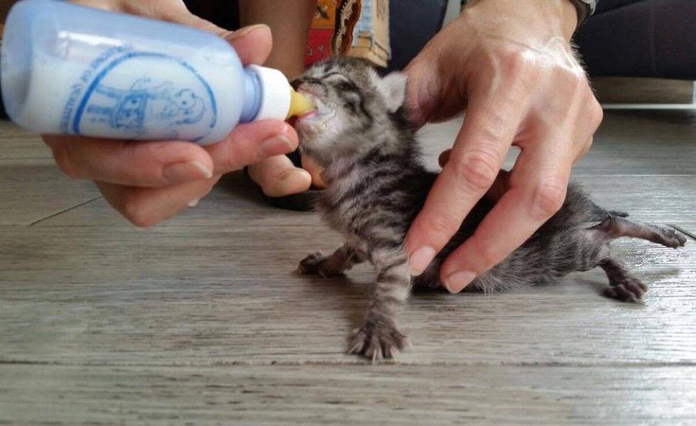 orphaned newborn kitten found on doorstep saved bottle feeding