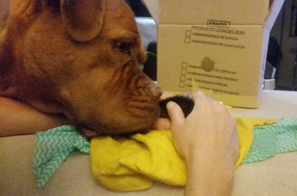 orphaned newborn kitten found on doorstep saved dog