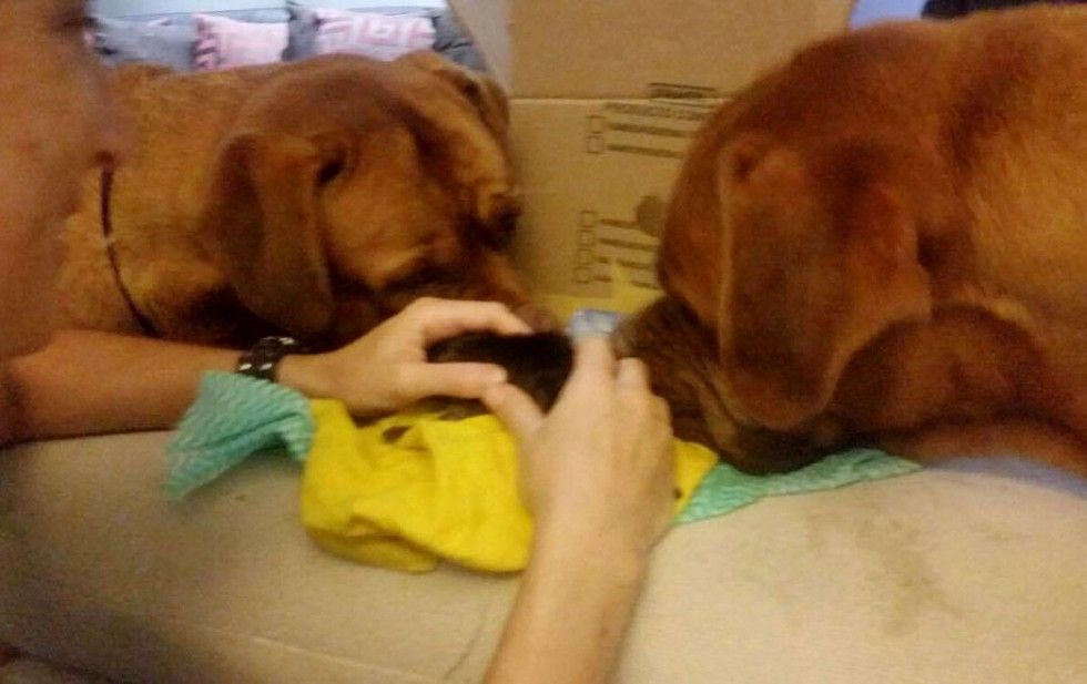 orphaned newborn kitten found on doorstep saved dog