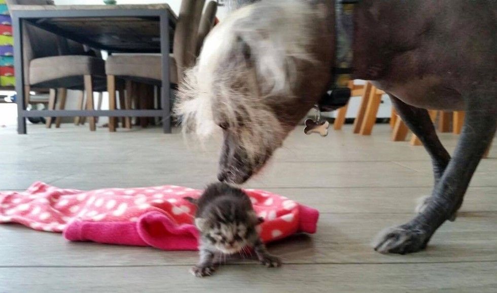 orphaned newborn kitten found on doorstep saved dog