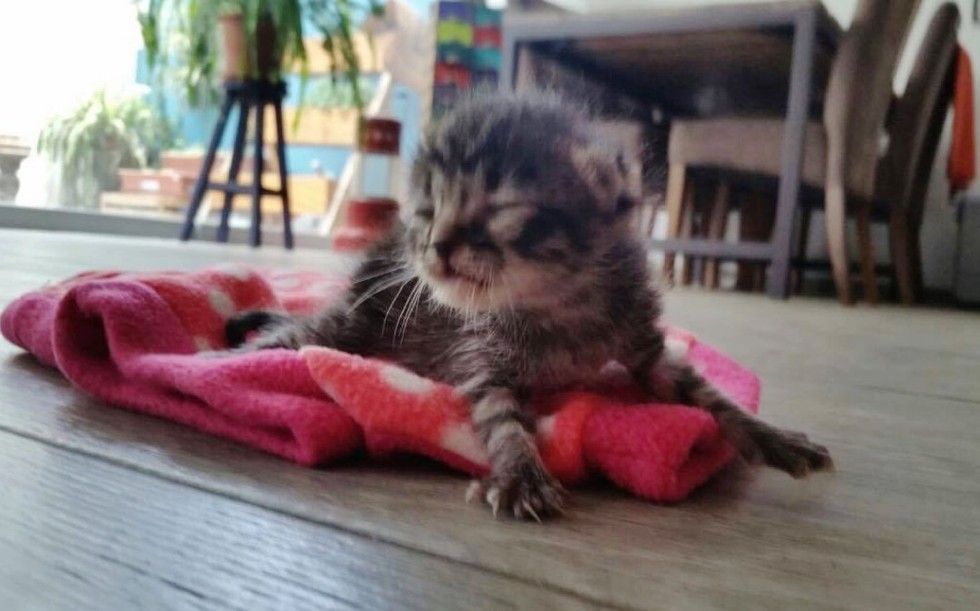 orphaned newborn kitten found on doorstep saved