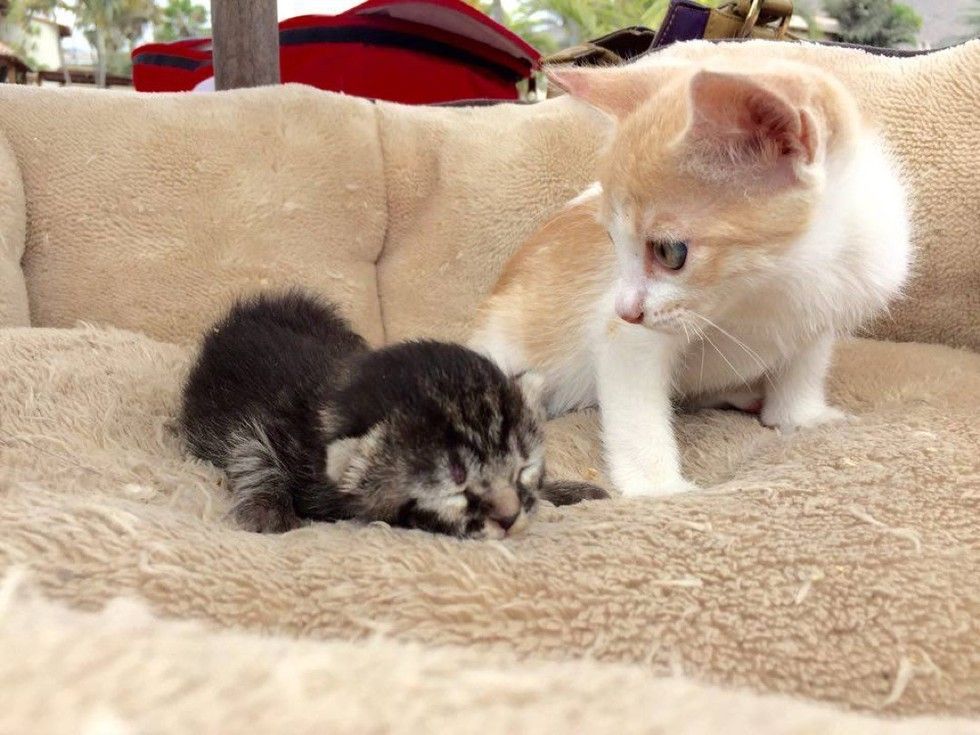 orphaned newborn kitten found on doorstep saved