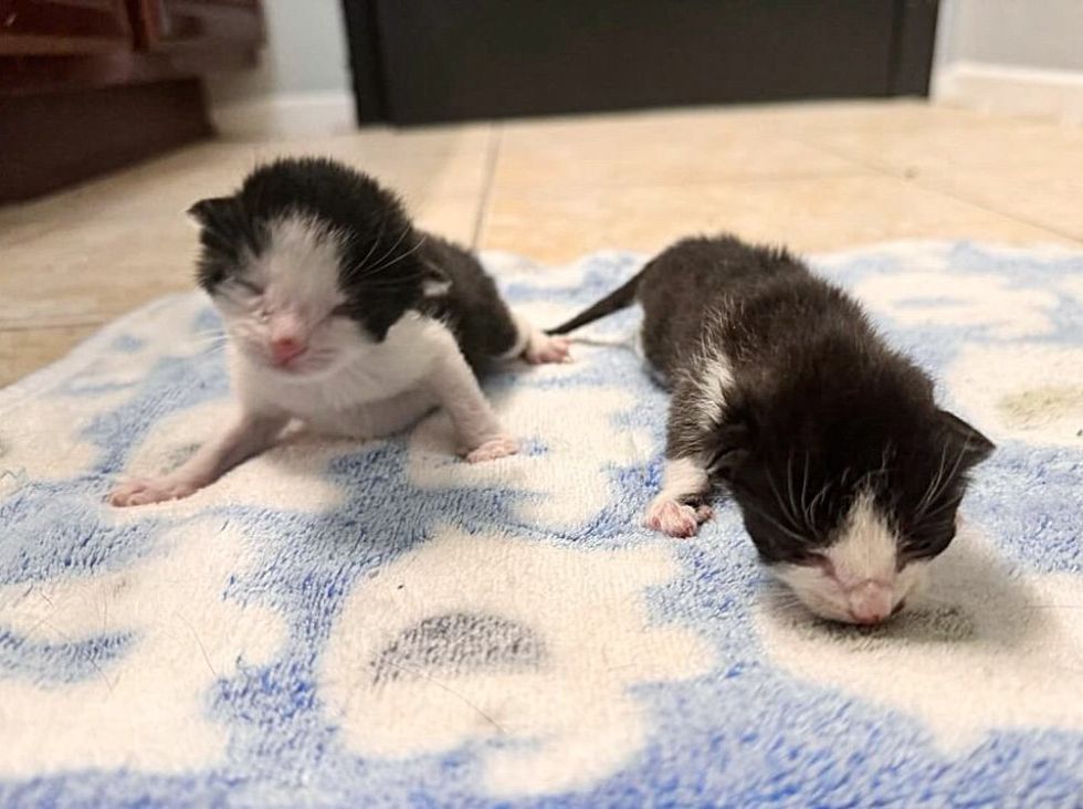 orphaned newborn tuxedo kittens