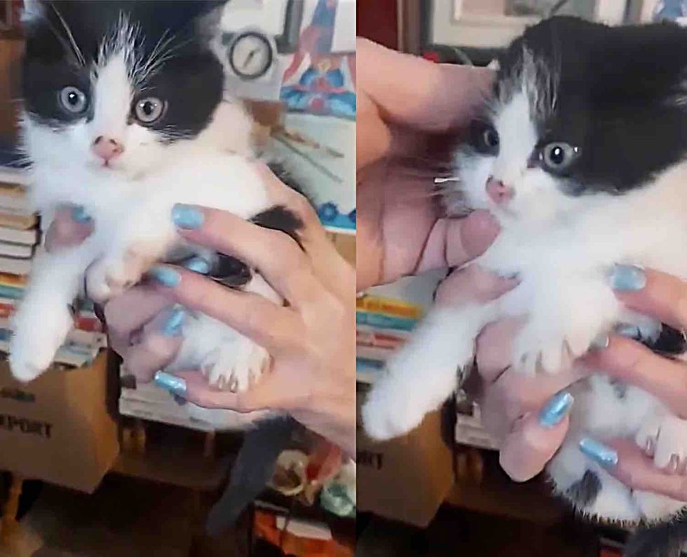 palm sized kitten