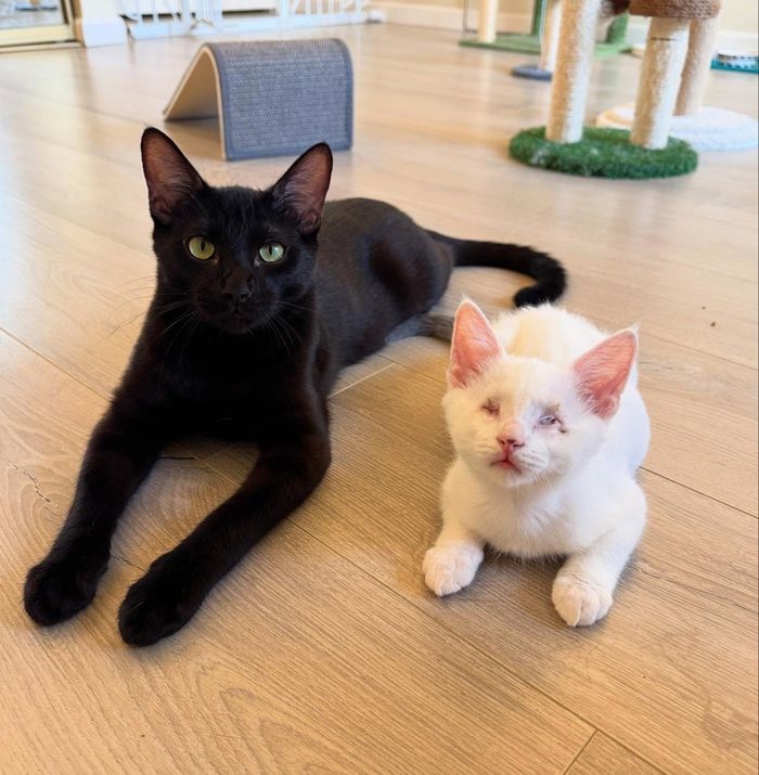 panther house cat blind kitten