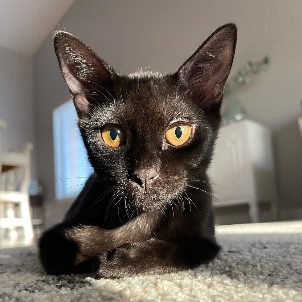 panther kitty cat gavin