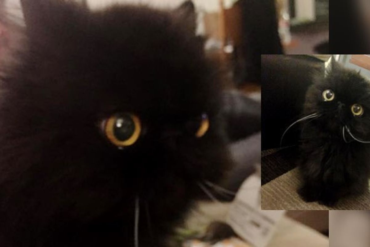 part owl cat fluffy older senior cat