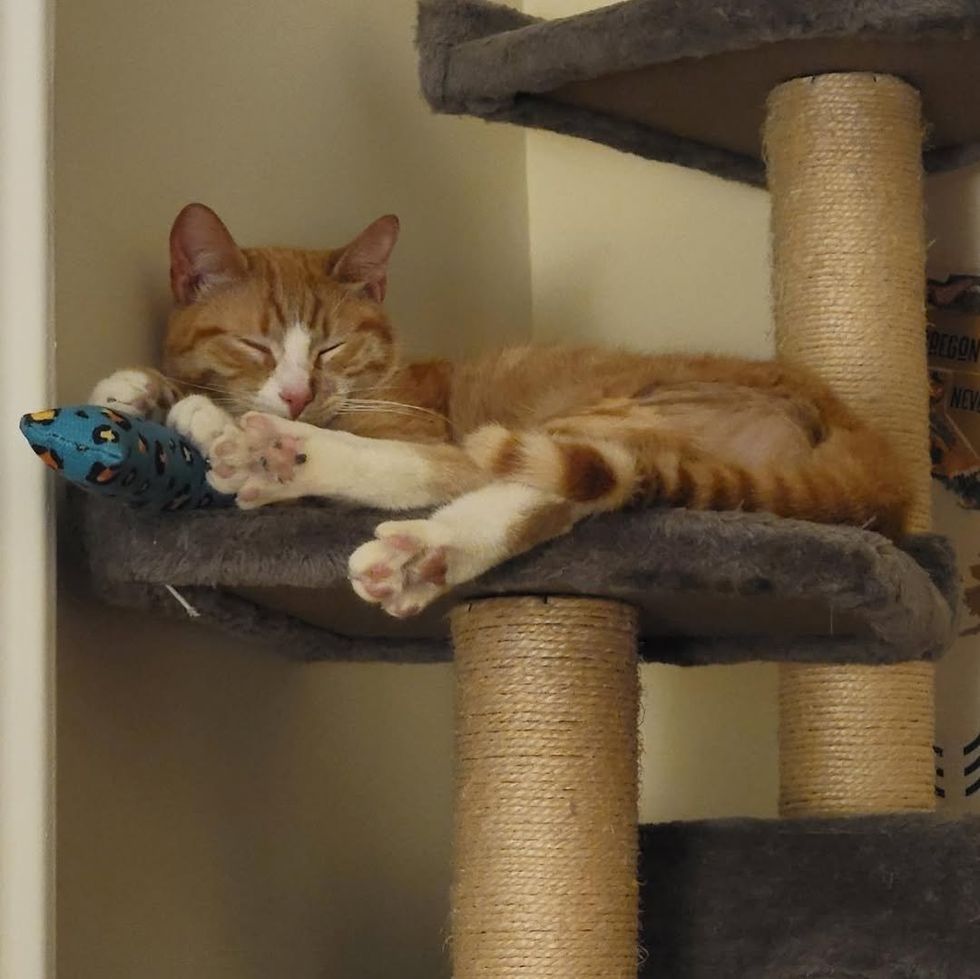 paws stretching sleeping cat