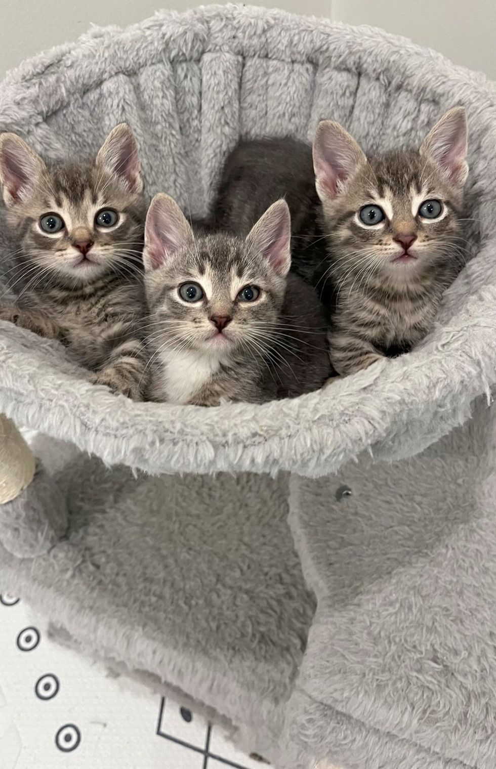 Peregrine, Percy, and Pascal sitting in a cat tree looking at the camera