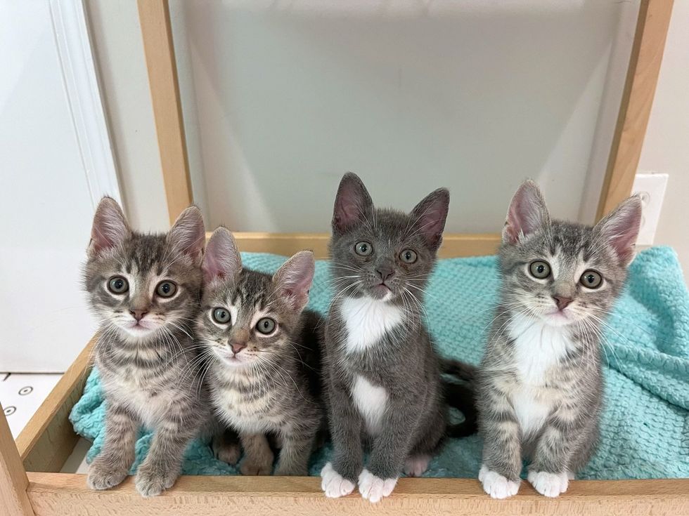 Peregrine, Percy, Patterson (Gray/White, and Pascal all looking at the camera