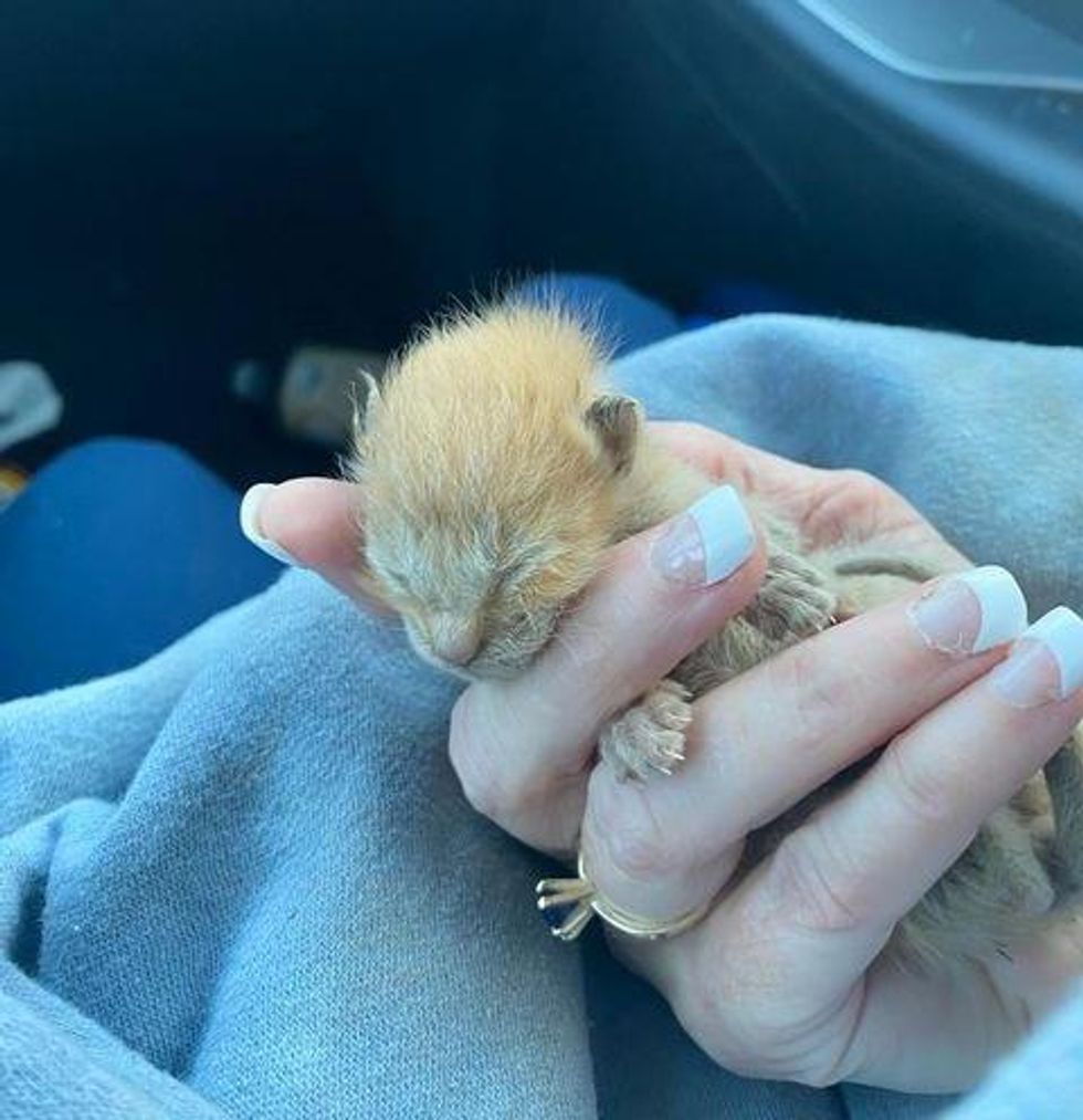 pint-sized kitten