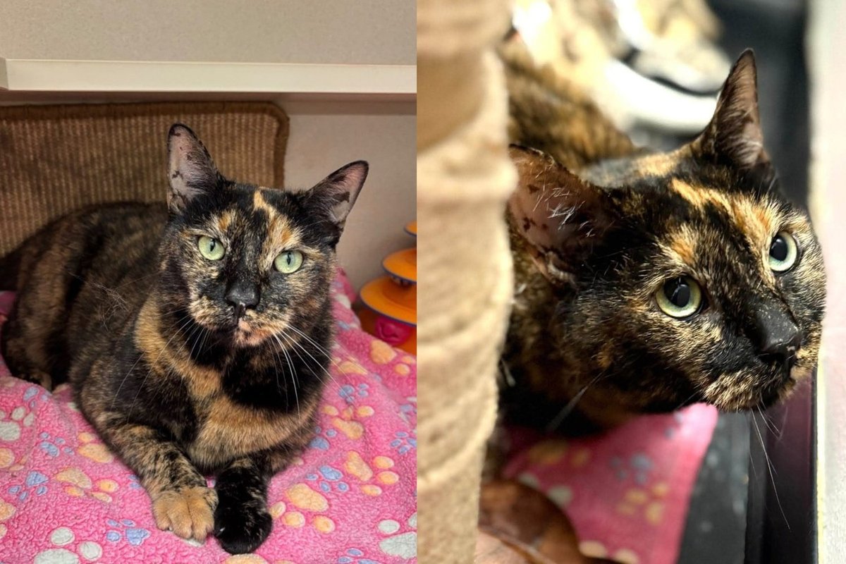 Cat Left Outside a Shelter Leans Into Every Hand as If No One Ever Let Her Down