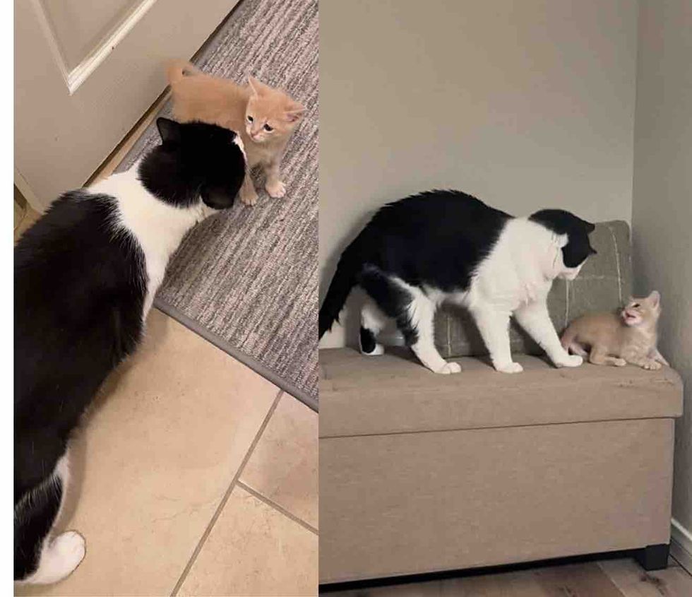 playful adult cat with young kitten