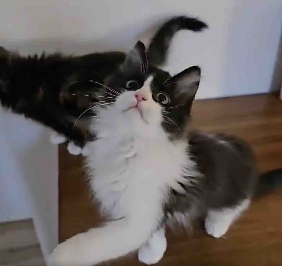playful black white kitten