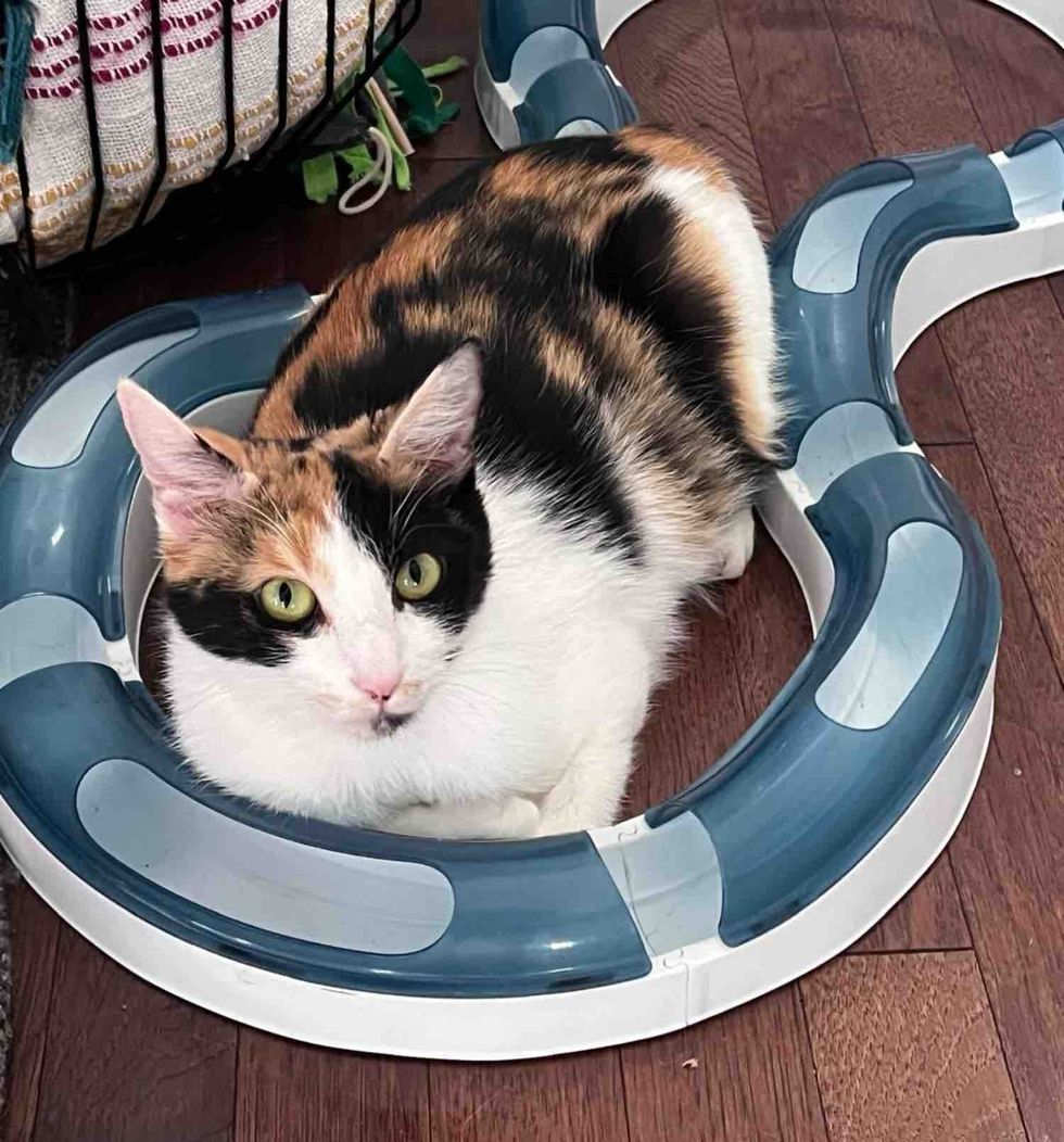 playful calico cat toy