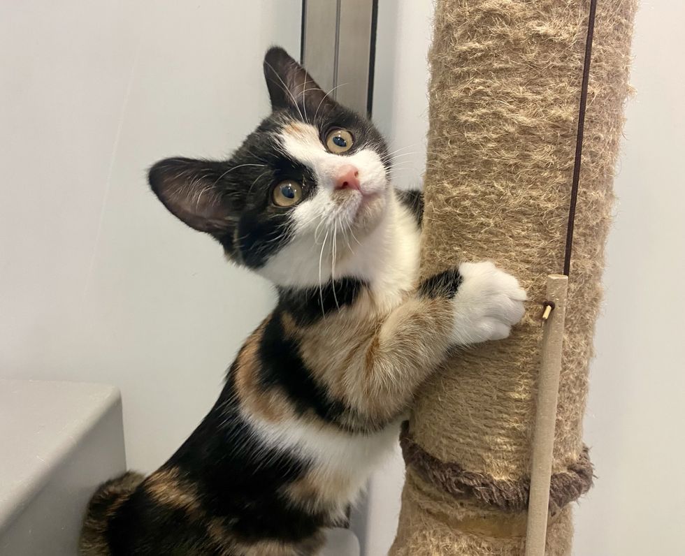 playful calico kitten