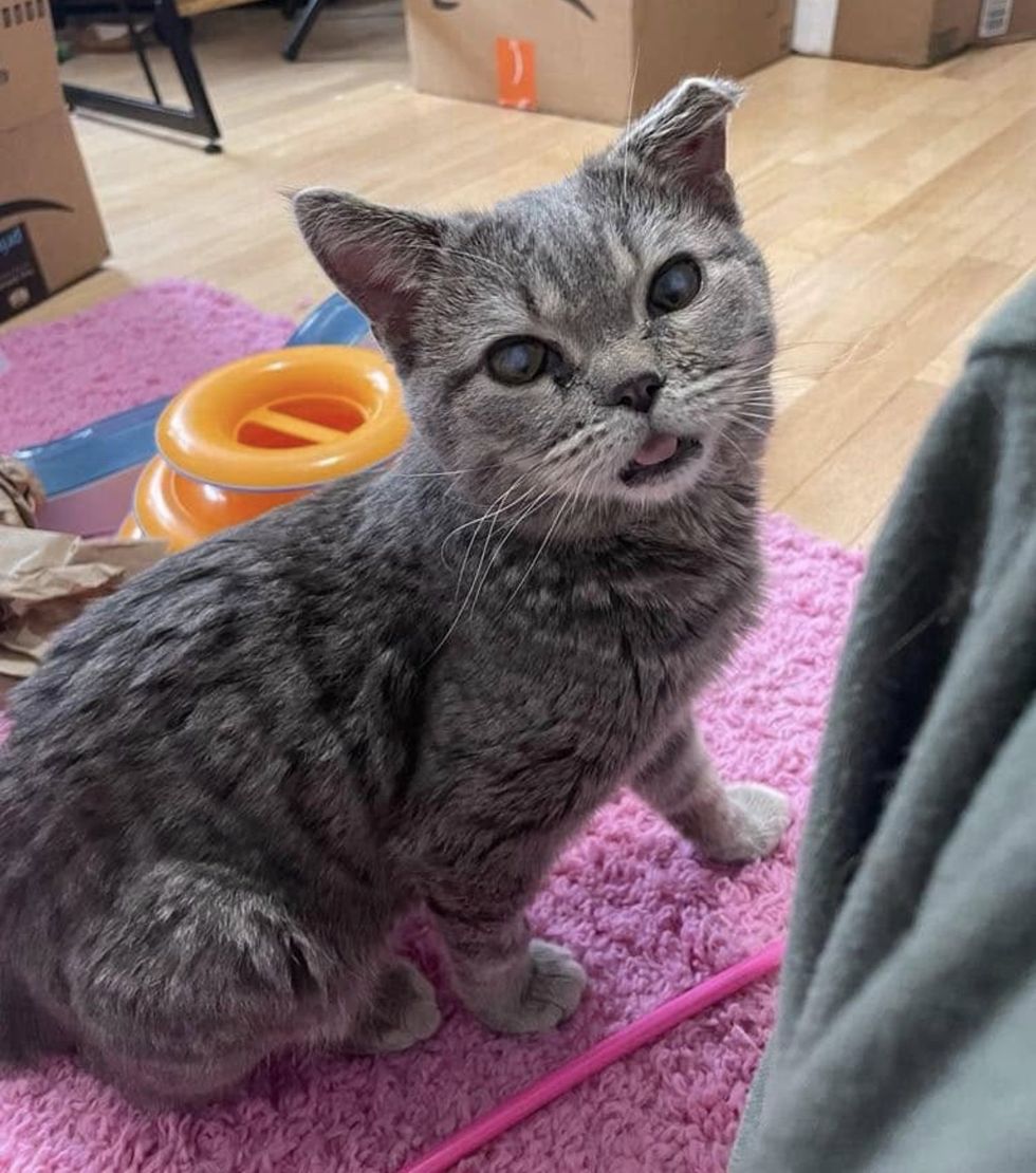 playful cat blind blep