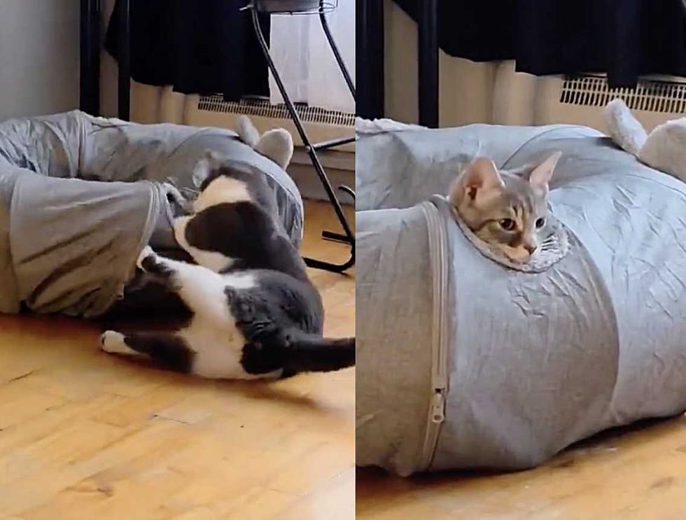 Amigos divertidos de gatinho gato