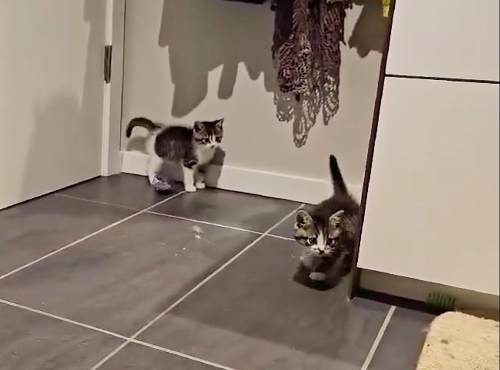 playful cats adventurous