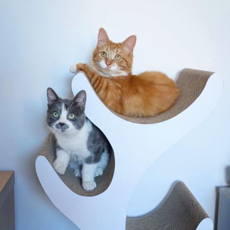 playful cats friends