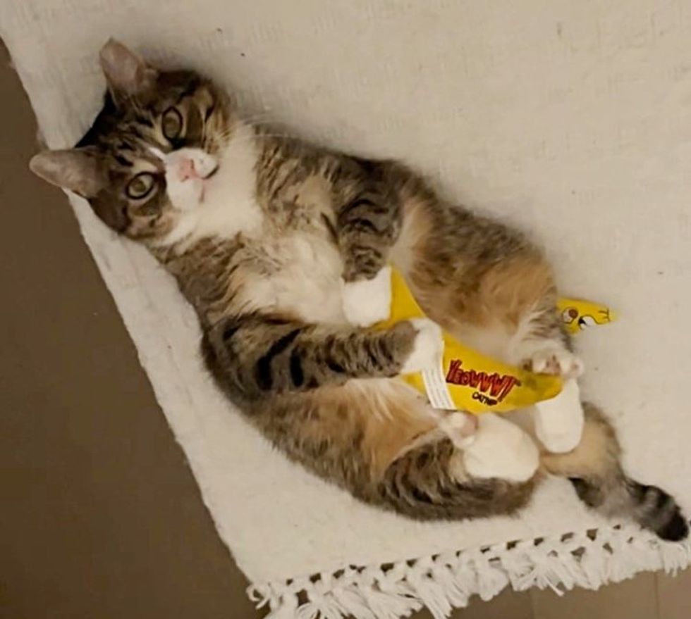 playful chunky cat big bern