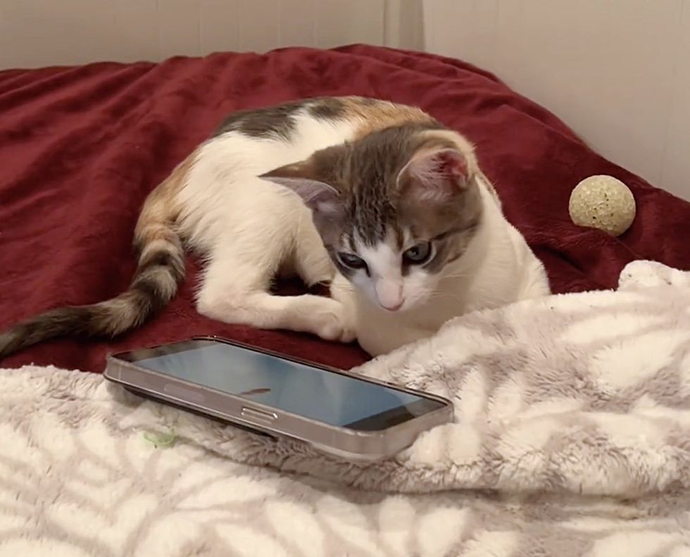playful curious kitten phone