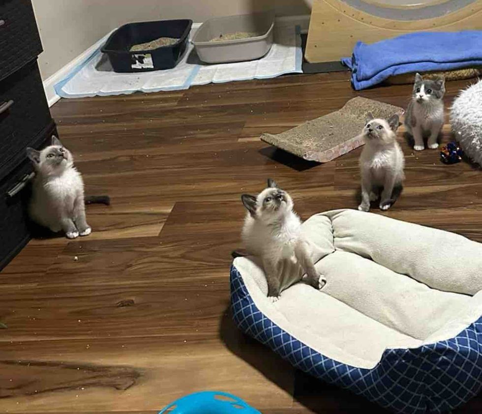 playful curious kittens