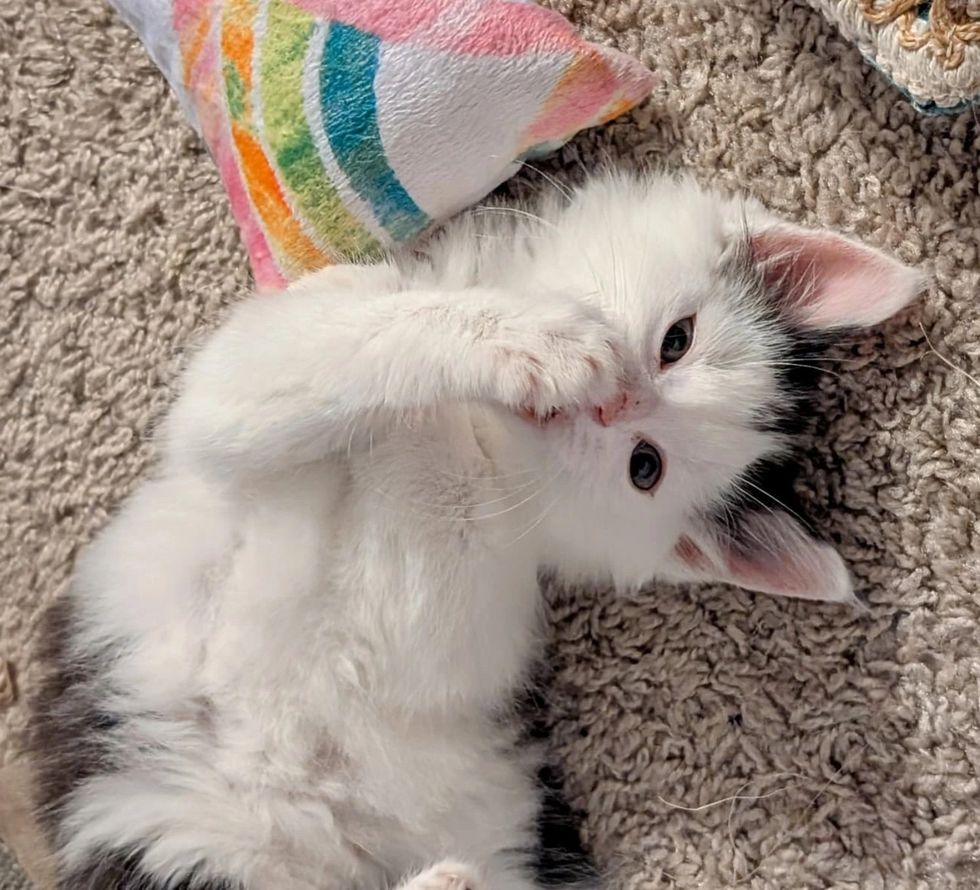 playful fluffy kitten