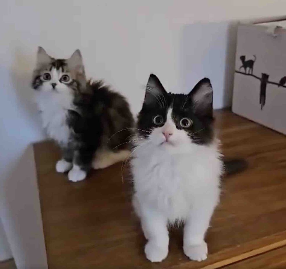 かわいい兄弟たち