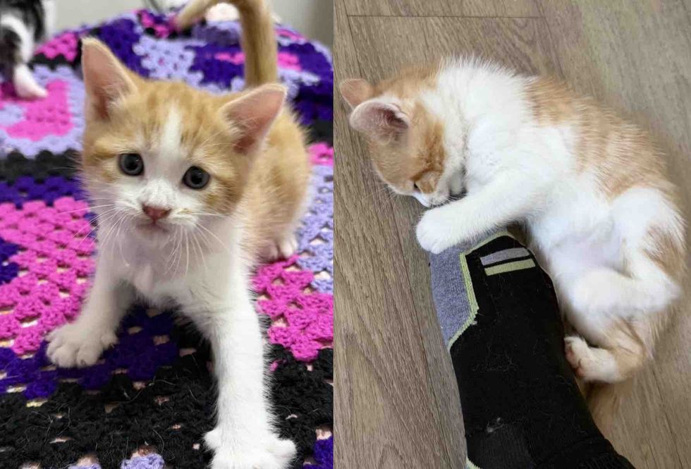 playful ginger kitten