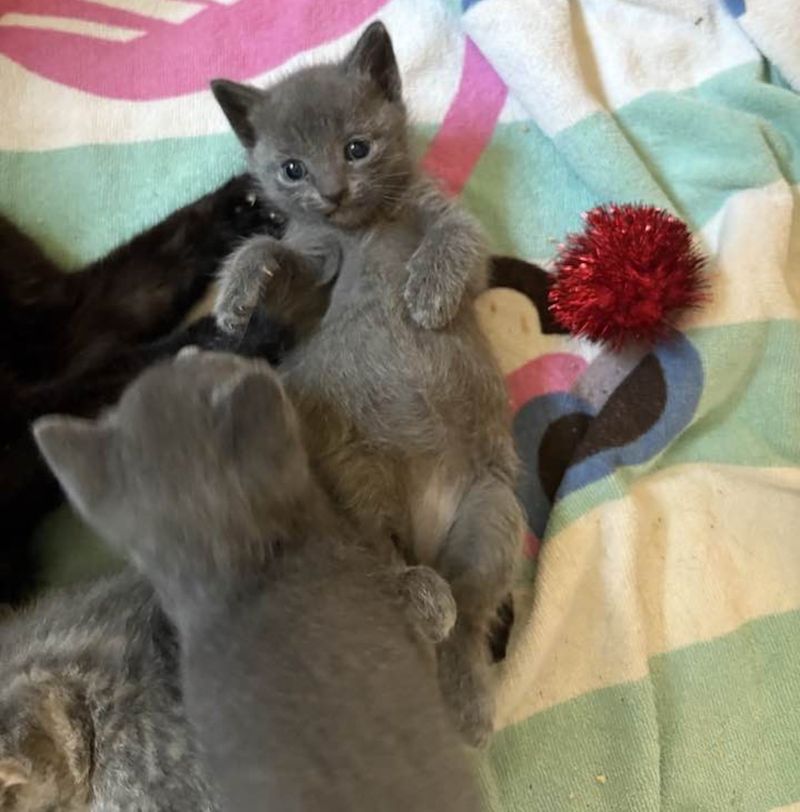 playful gray kittens