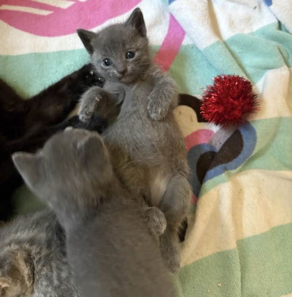 playful gray kittens