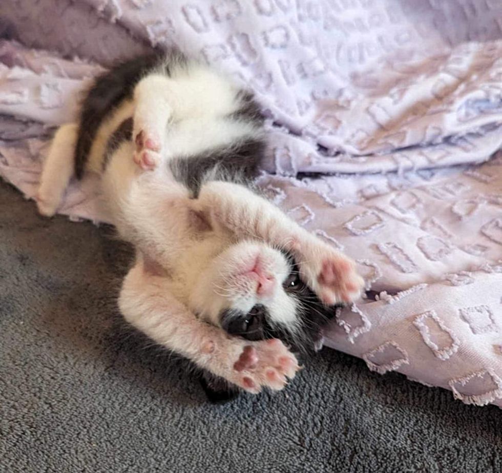 playful happy kitten