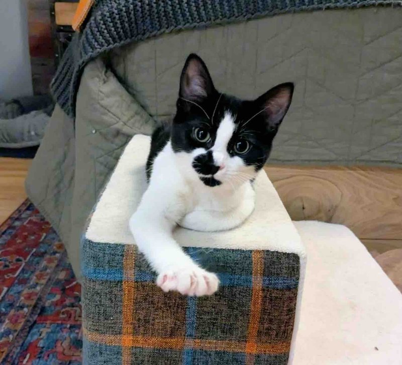 playful happy kitten