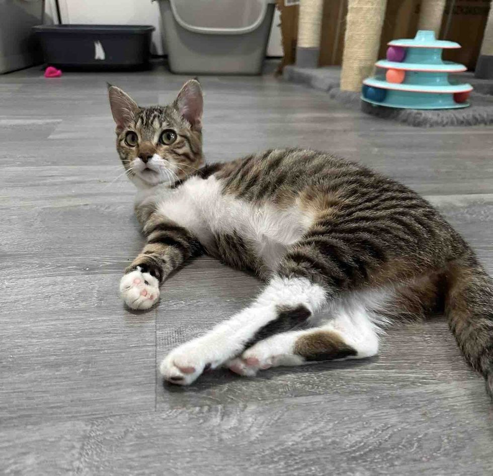 playful happy tripod cat