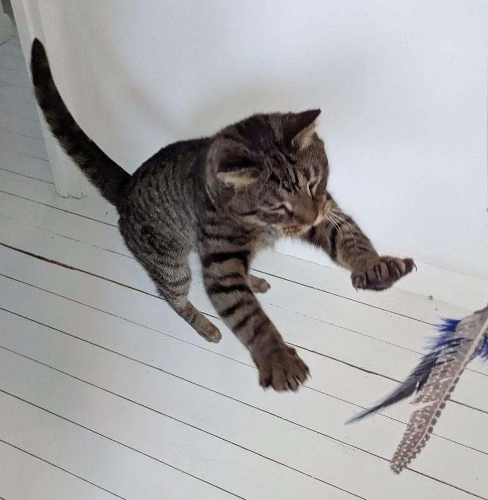 playful jumping cat toy